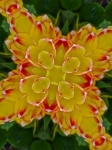 Floare galbenă strălucire verde
