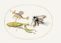 Insects vintage art old