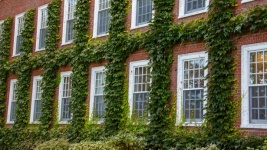 Ivy on the building