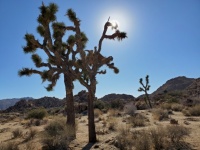 Joshua Tree in de woestijn