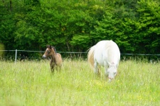 母马和她的小马驹