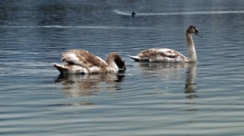 Lago di uccelli giovani cigni