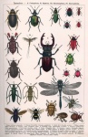 Besouros insetos vintage antigos