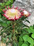 König Protea Blume Nahaufnahme