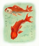 Ryba Koi w stylu vintage