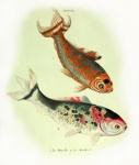 Ryba Koi w stylu vintage