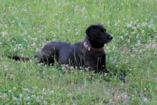 Schwarzer Labrador