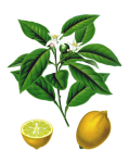 Lemon Fruit Vintage Art
