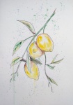 Citrons, branche, agrumes, dessin