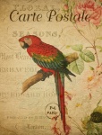 Macaw Vintage Floral Postcard