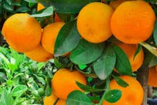 Mandarini che crescono su un albero