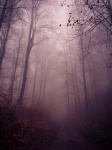 Misty woodland