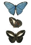Motyl domokrążcy vintage clipart