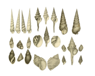 Seashells Sea Shell clipart vintage