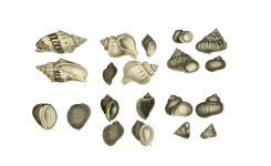 Snäckskal Sea Shell Clipart Vintage