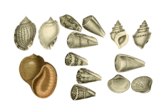 Conchiglie Sea Shell Clipart Vintage