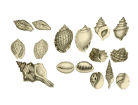 Kagyló kagyló tengeri kagyló Clipart Vin