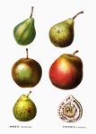 Fruit Pears Vintage Old