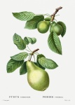 Obst Birnen Vintage alt