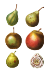 Fruit Pears Vintage Clipart