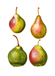 Clipart de frutas peras vintage