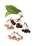 Fruit Cherries Vintage Clipart
