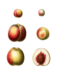 Fruit Peaches Vintage Clipart