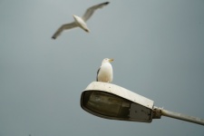Oiseau sur un lampadaire