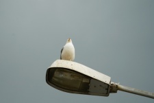 Bird on a lamppost