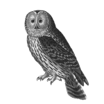 Owl Vintage Art Illustration