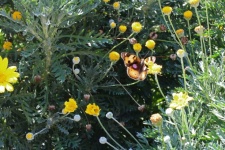 Pansy butterfly in a flower garden