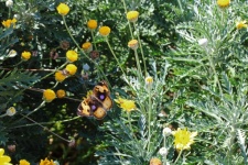 árvácska pillangó lila foltokkal