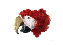 Papuga Ara Art Clipart