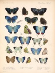 Papillon motyl vintage stary