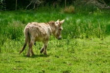 草地上的小驴