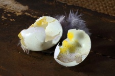 Bucăți de ou mic de pasăre spart