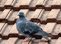 Pigeon On A Roof
