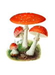 Champignon champignon vénéneux Clipart