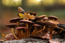 Mushrooms Oak Leaves Autumn Photography