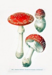 Mushrooms Vintage Art Old