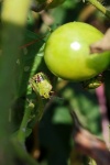 Różowo-zielona tarcza na pomidorze