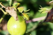 Bug scudo rosa e verde su pomodoro