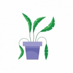 Roślina doniczkowa liściasta Clipart