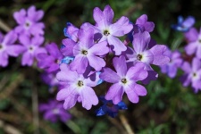 Purple verbena flowers