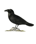 Raven Corvus Corax Vintage