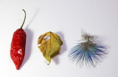 Czerwone chili, suchy liść i małe piórko
