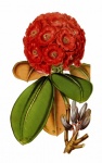 Rhododendron Flower Vintage Art