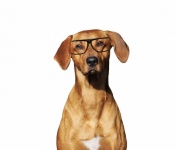 Ridgeback-hond die een bril draagt