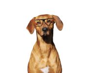 Ridgeback-hond die een bril draagt