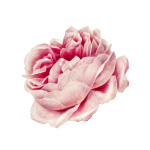 Rose Bloom Flower Clipart
